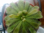 R1377103097126275_1.jpg