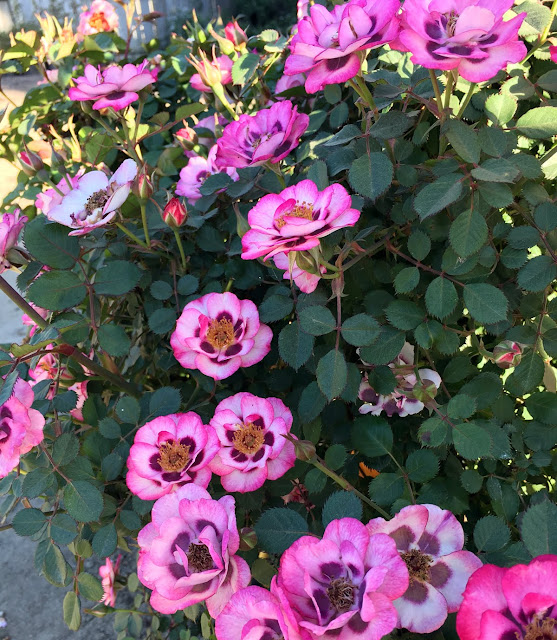 R241-1plant3.jpg