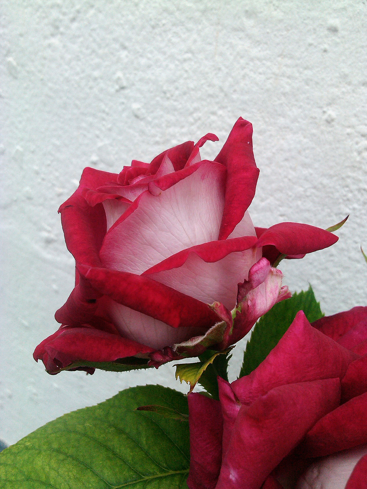 r55t666y777.jpg