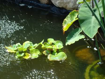 r7n695.jpg