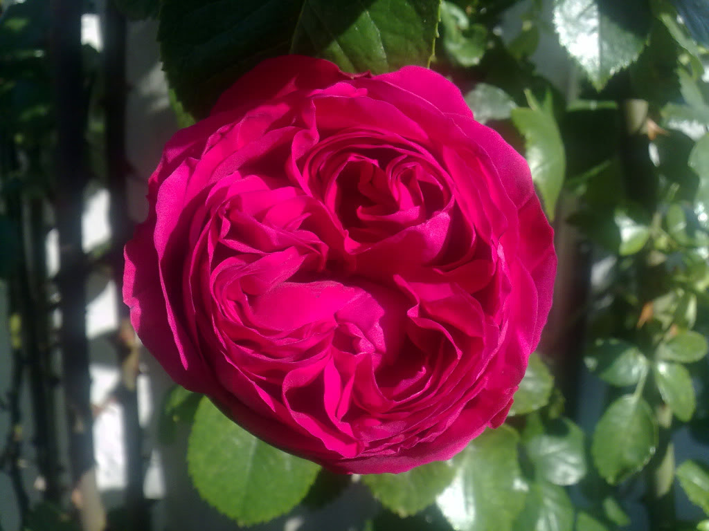r88.jpg