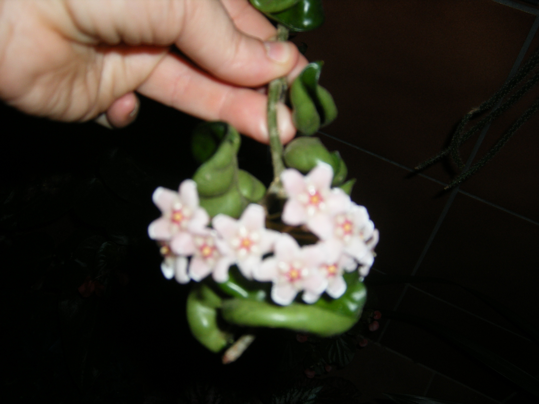R8mDSCF0038Gj4.jpg