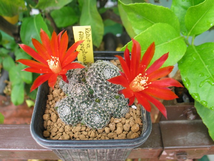 r_albopectinata.JPG