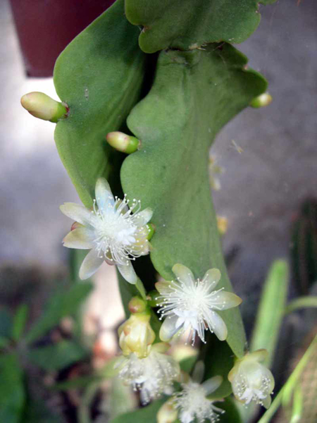r_elliptica_a_600.jpg