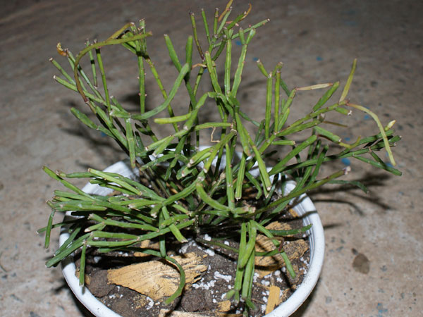 r_ewaldiana_a_600.jpg