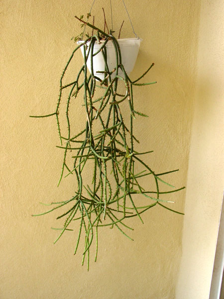 r_grandiflora_c_600.jpg