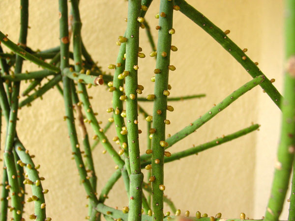 r_grandiflora_d_600.jpg