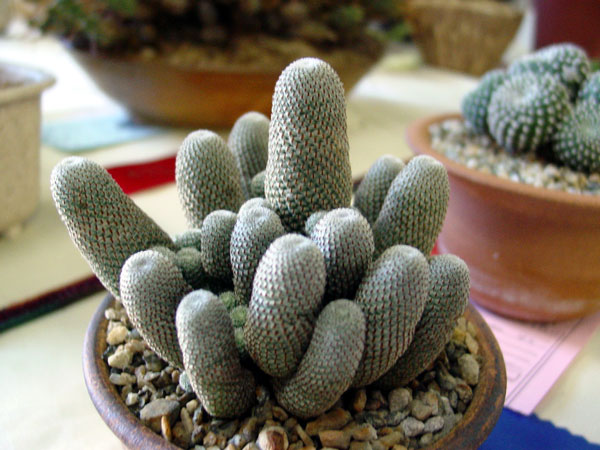 r_heliosa_600.jpg