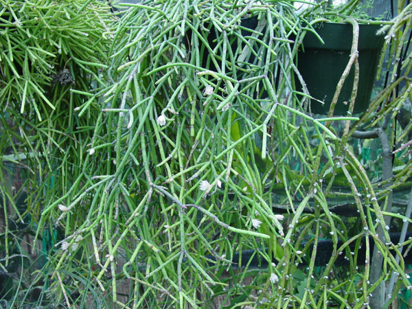 r_teres_a_600.jpg