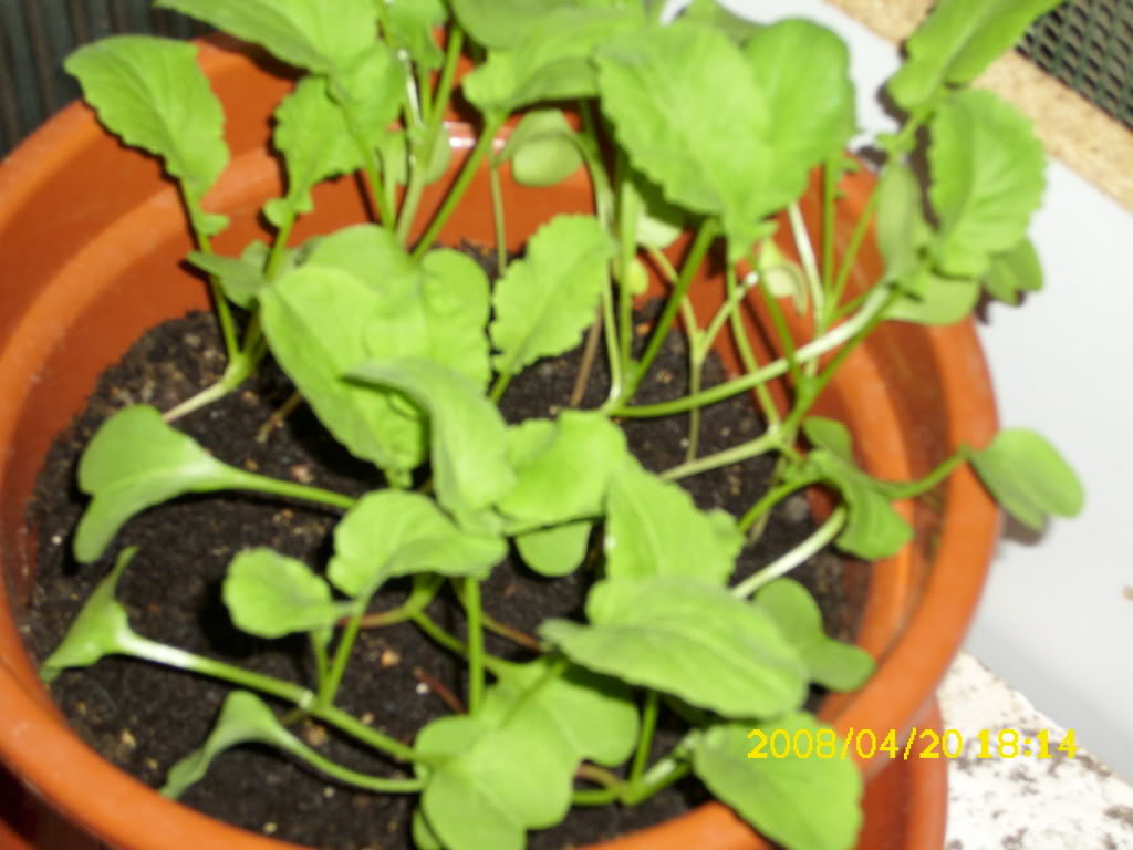 Rabanitos180509.jpg