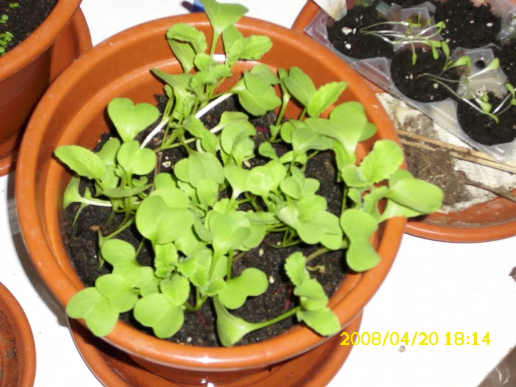 Rabanitos210509.jpg
