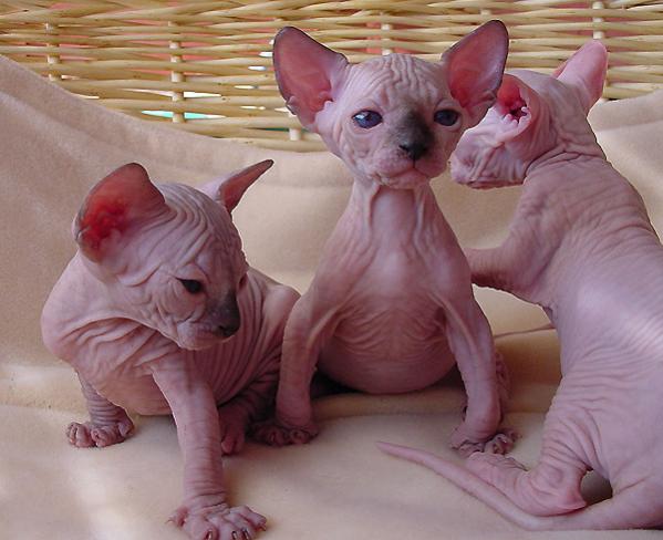 rabbit-albums-random-picture10157-hairlessratdogs.jpg