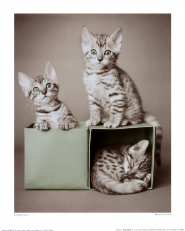 rachael-hale-bengal-kittens.jpg