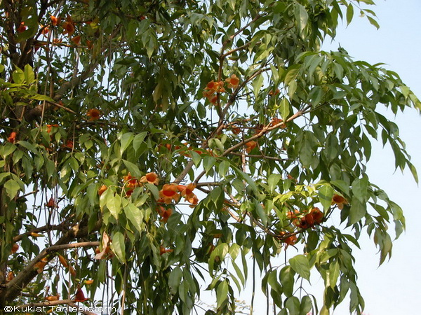 Radermachera_hainanensis.jpg