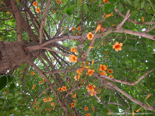 Radermachera_hainanensis2.jpg
