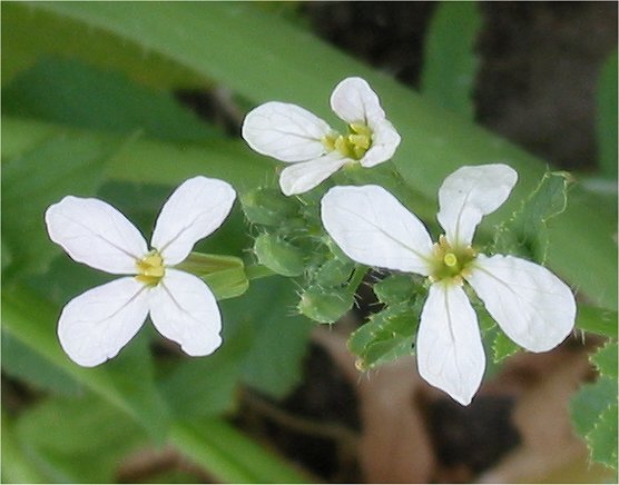 Radijs_bloemen_Raphanus_sativus_subsp._sativus.jpg