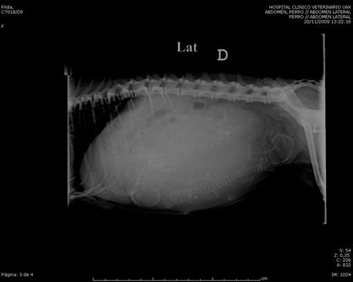 radiografia2.jpg