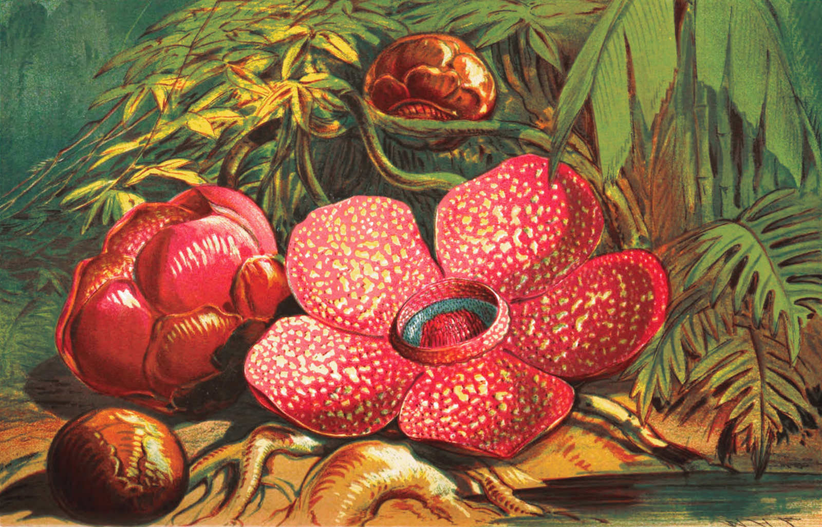 Rafflesia-arnoldii.jpg