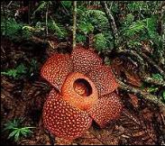 Rafflesia.jpg