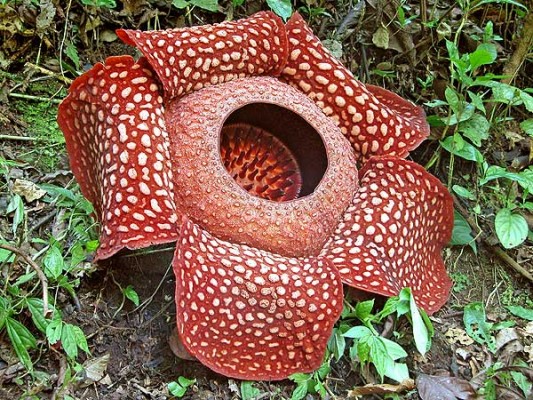 RafflesiaArnoldii-533x400.jpg