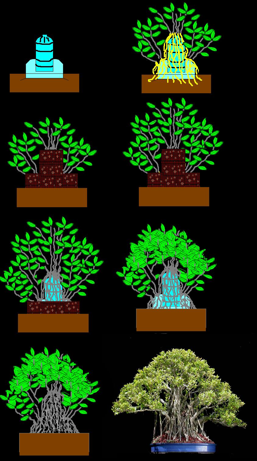 raices-1.jpg