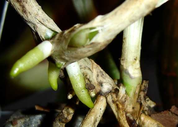 raices%20cattleya%20nobile%B4s%20blue%20star.jpg