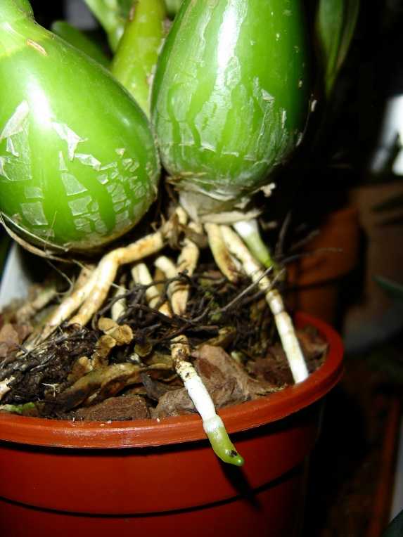 raices%20encyclia%20euosma.jpg