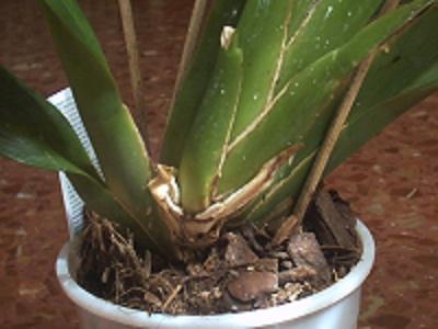 raices.JPG