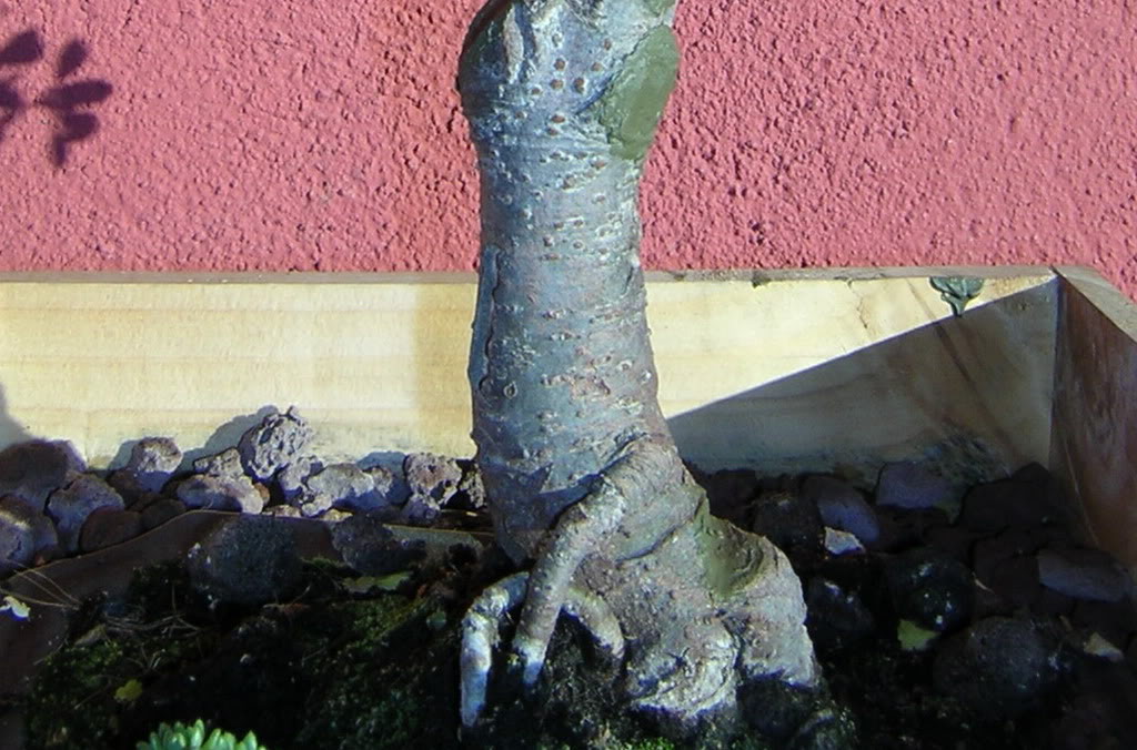 raices.jpg