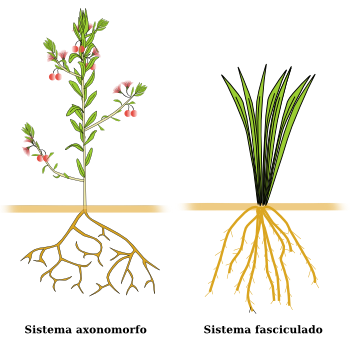 raices-tipos.png