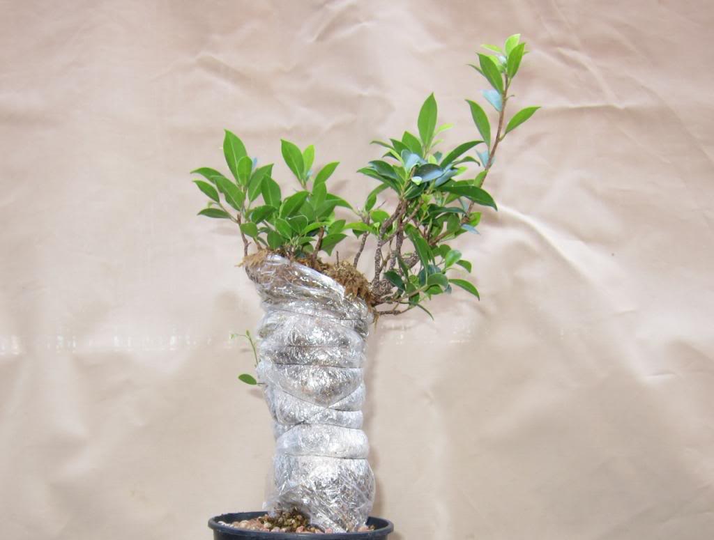 raices2_zpse3b963bf.jpg