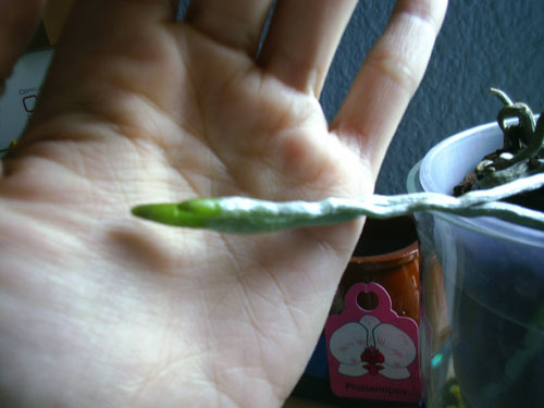 raices_phal1.jpg