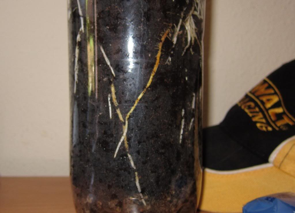 raices_zps22d55df4.jpg