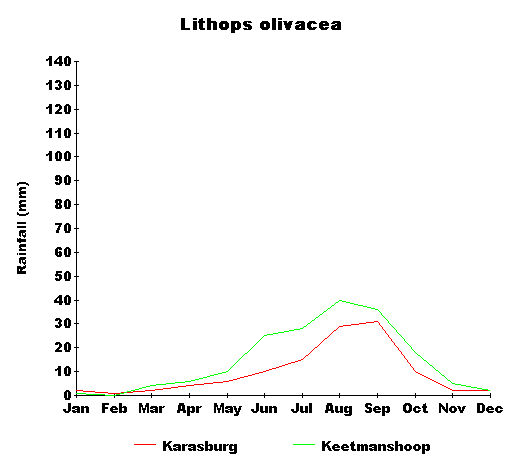 rain_olivacea.gif