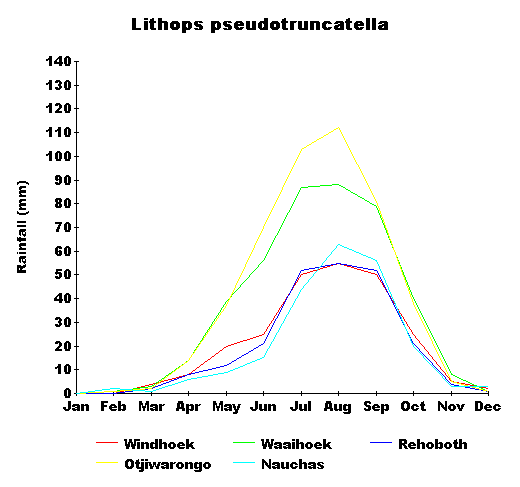 rain_pseudotruncatella.gif
