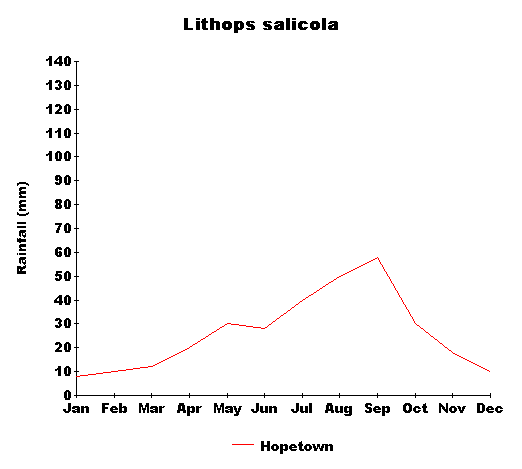 rain_salicola.gif