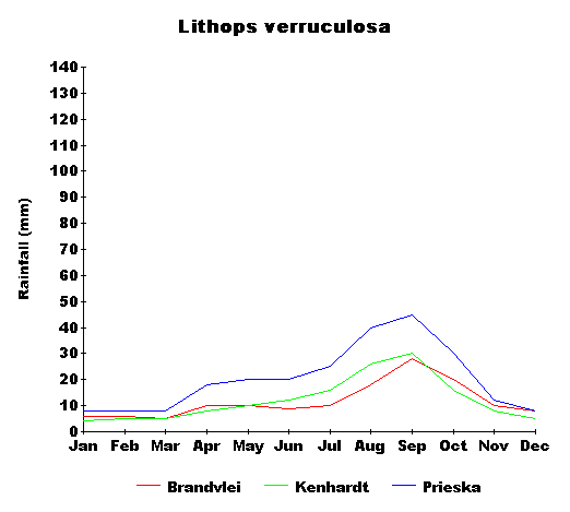 rain_verruculosa.gif