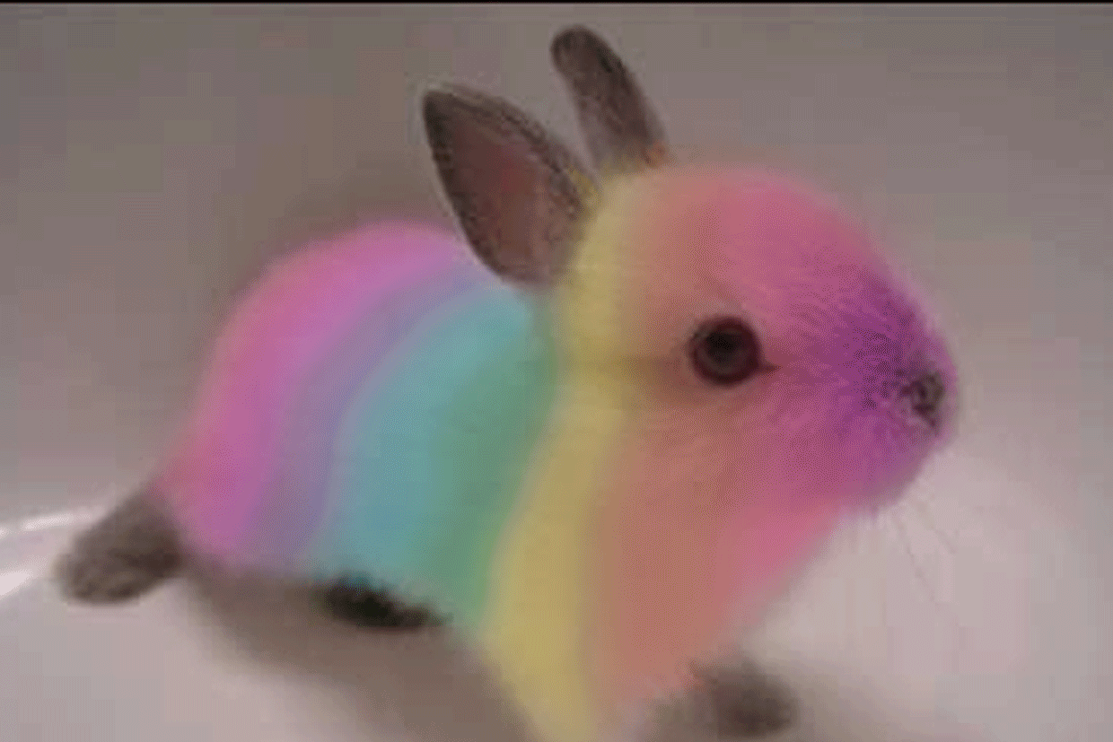 Rainbow_Bunny___bigger_size_by_Danny_the_rabbit.gif