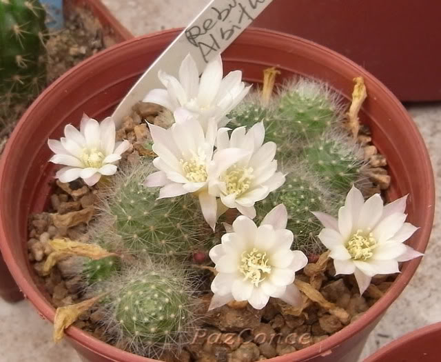 Ralbiflora1.jpg