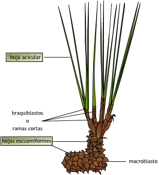 ramas.png
