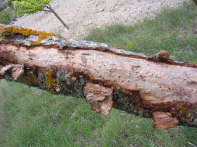 ramaseca1.jpg