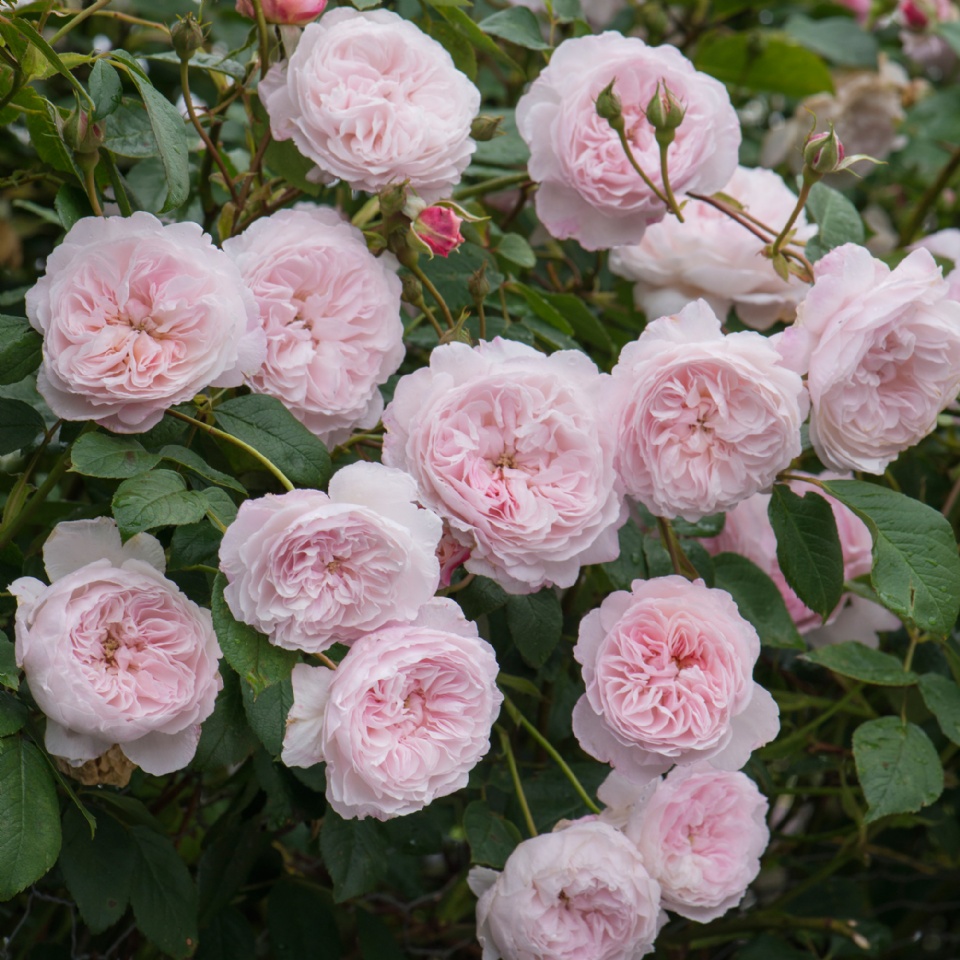 Rambler%2Brose%2B-%2BRose%2B%2527The%2BAlbrighton%2527.jpg