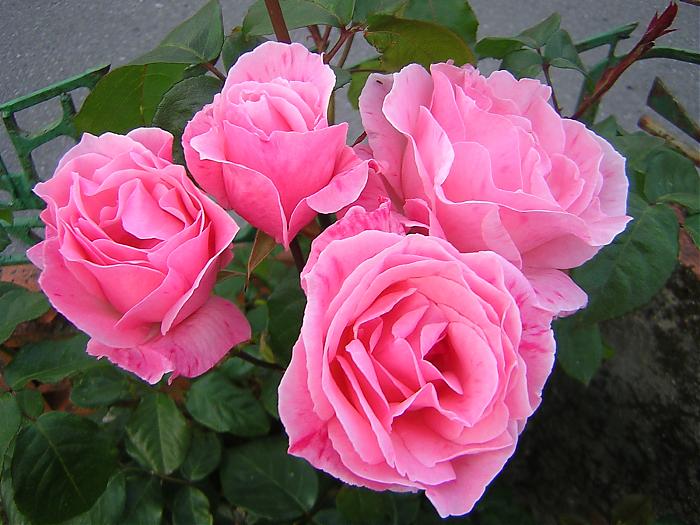 ramillete de rosas rosas.jpg