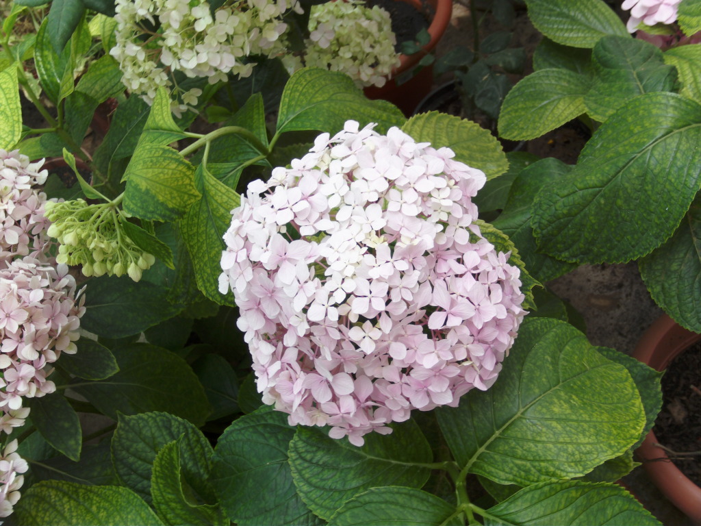 Ramilletesdehortensiamsrosas1jpg.jpg