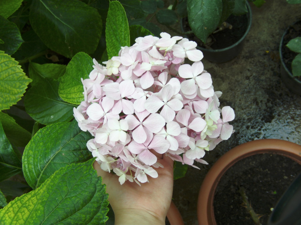 Ramilletesdehortensiamsrosas2.jpg