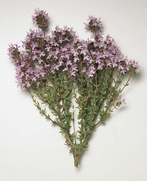 ramita-de-tomillo-florido.jpg