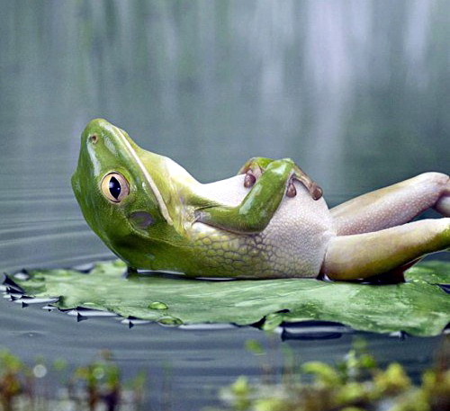 rana_descansando_cuando_el_cansancio%5B2%5D.jpg