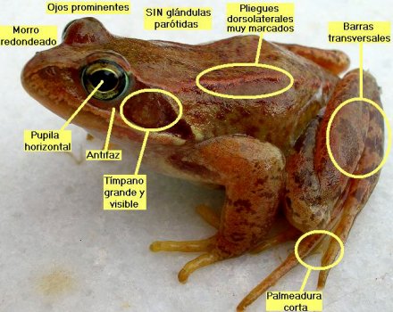 rana_temporaria_detalles_4P.JPG