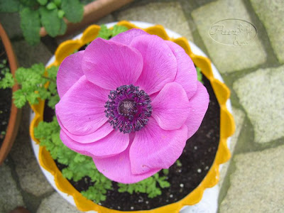 ranunculo+morado+maceta+neumatico+scooter+(3).jpg