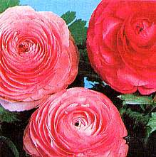 ranunculus-asiaticus-1.jpg
